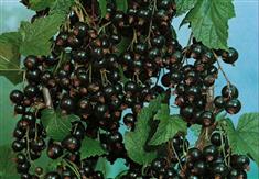Cassissier 'Andega'