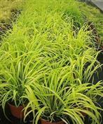 Millet doré des bois