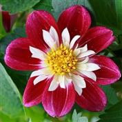Dahlia 'Golddalia'