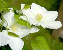 Clématite à grandes fleurs 'mevrouw le coultre'