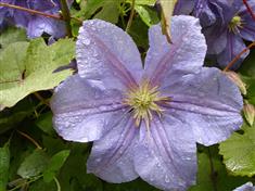 Clématite à grandes fleurs 'perle d'azur'