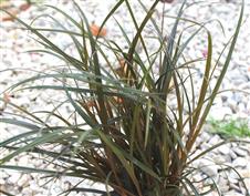 Uncinia rubra