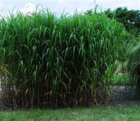 Miscanthus géant